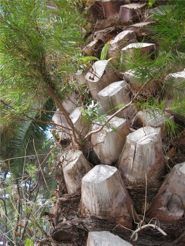 Alepski bor, Čikat,Lošinj 2011